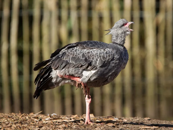 Close-up van een Kuifhoenderkoet — Stockfoto