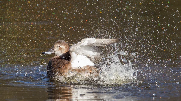 Single duck is washing herself — Stock Photo, Image