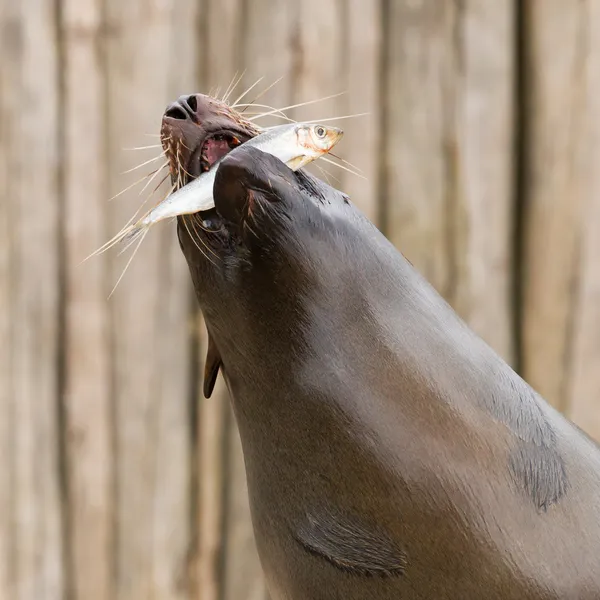 Zuid-Amerikaanse zeeleeuw (Otaria flavescens) — Stockfoto