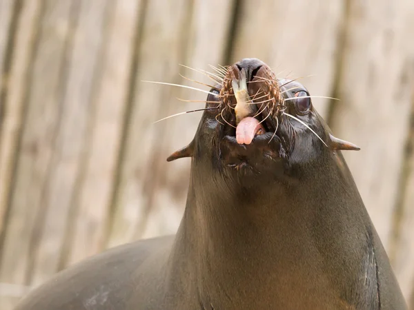 Zuid-Amerikaanse zeeleeuw (Otaria flavescens) — Stockfoto