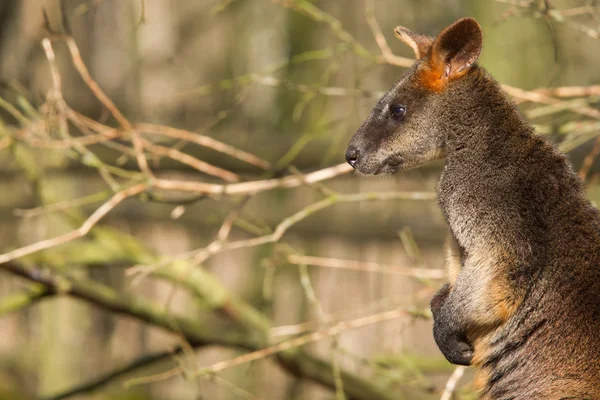 Close-up of a swamp wallaby — Stock Photo, Image