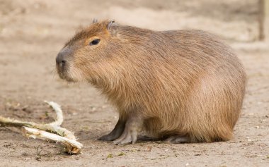 Kuma oturan Capibara (Hydrochoerus hydrochaeris)
