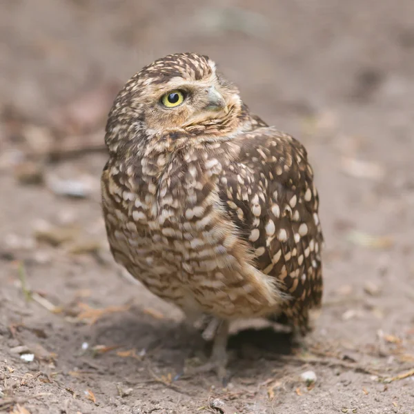 Erdkauz (athene cunicularia) in Gefangenschaft — Stockfoto