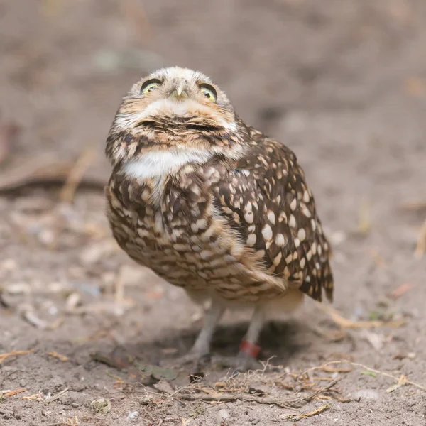 Burrowing owl (Athene cunicularia) en cautiverio —  Fotos de Stock