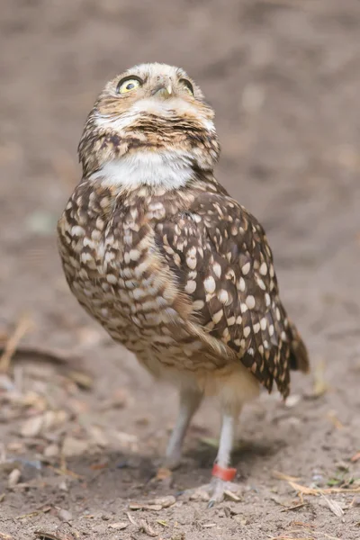 Coruja (Athene cunicularia) em cativeiro — Fotografia de Stock