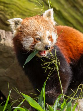 red panda, firefox veya küçük panda
