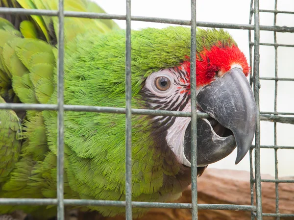 Military Macaw (Ara militaris) — Stock Photo, Image