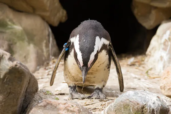 Африканський Пінгвин, збирати вкладеності матеріал — стокове фото