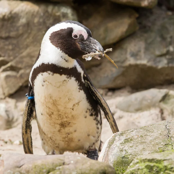 Pinguim africano coleta material de nidificação — Fotografia de Stock