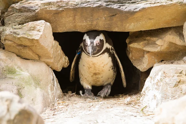 Afrikai pingvinek — Stock Fotó