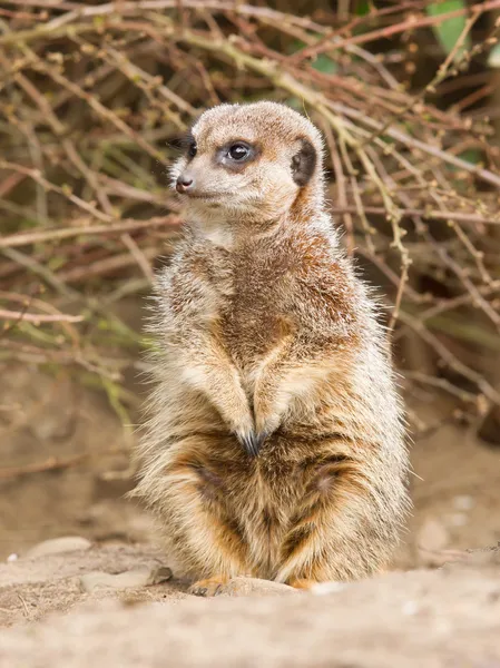 Suriate oder Erdmännchen — Stockfoto