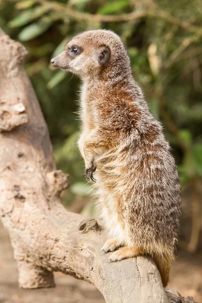 Suricate o suricata —  Fotos de Stock