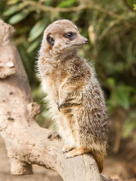 Suricate lub meerkat — Zdjęcie stockowe