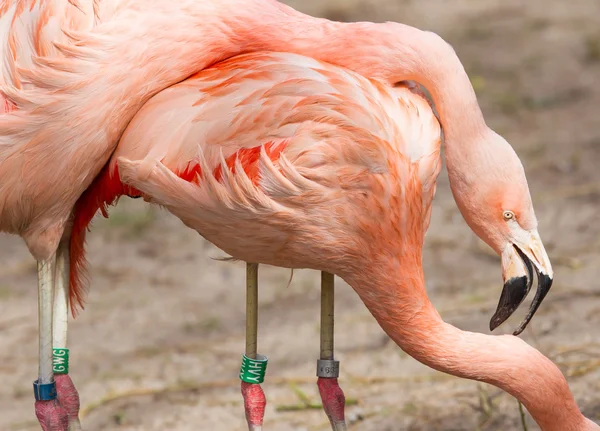 Avelspar flamingo — Stockfoto