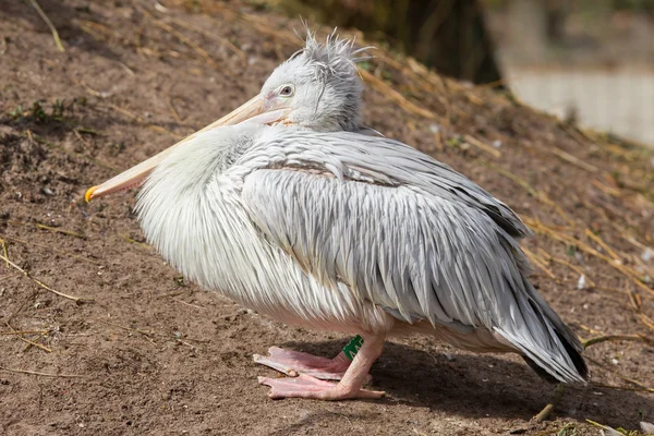Rosa-backed pelican - pelecanus taggsvamp — Stockfoto