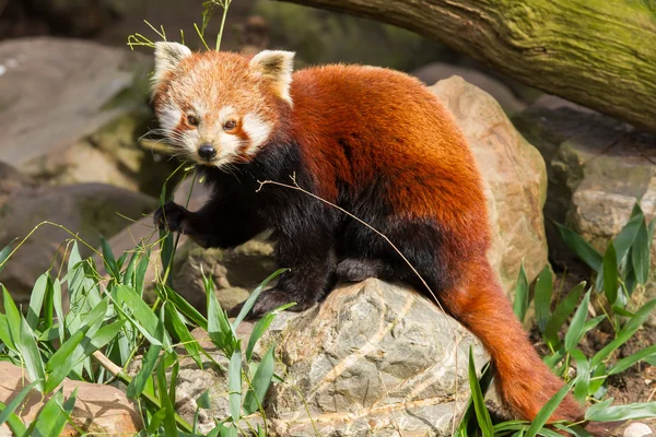 Червоні панди, Firefox або менший панда — стокове фото