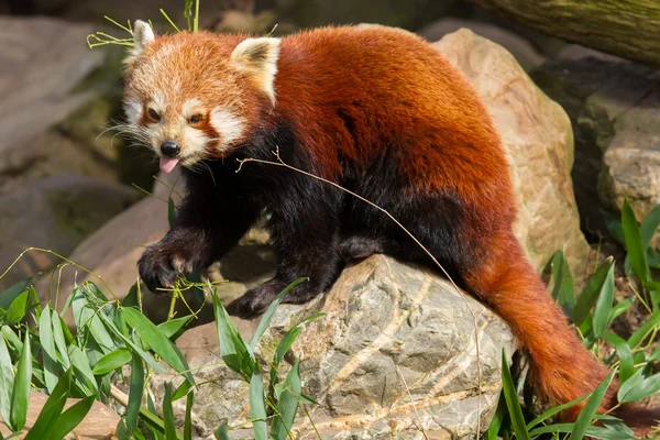 Der Rote Panda, der Feuerfuchs oder der Kleine Panda — Stockfoto