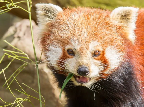 Der Rote Panda, der Feuerfuchs oder der Kleine Panda — Stockfoto