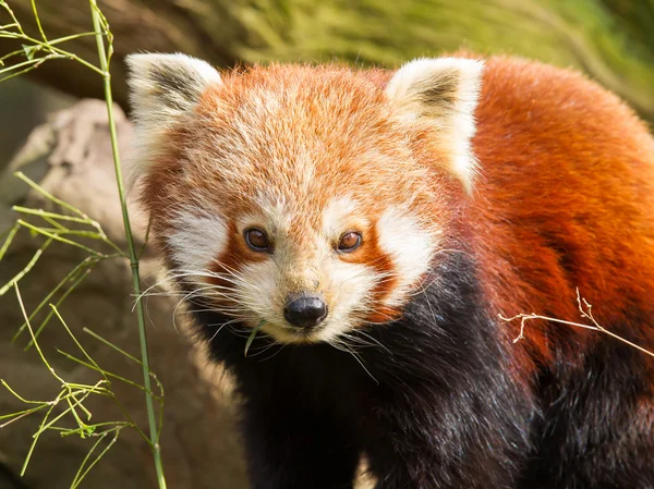 Der Rote Panda, der Feuerfuchs oder der Kleine Panda — Stockfoto