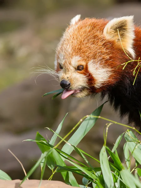 O Panda Vermelho, Firefox ou Panda Menor — Fotografia de Stock