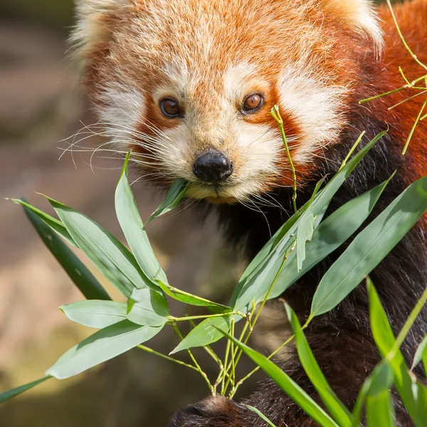 Το κόκκινο panda, firefox ή μικρότερου panda — Φωτογραφία Αρχείου