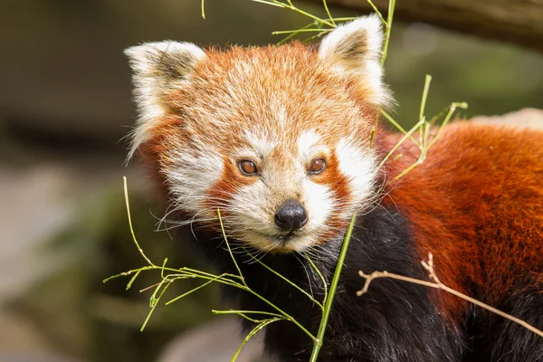Red panda, firefox lub mniejsza panda — Zdjęcie stockowe