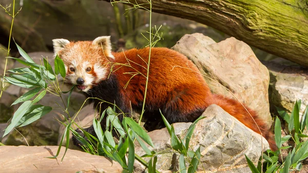 O Panda Vermelho, Firefox ou Panda Menor — Fotografia de Stock