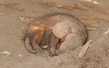 Sleeping armadillo (Chaetophractus villosus) clipart