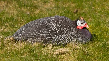 Miğferli Guineafowl (Numida meleagris)