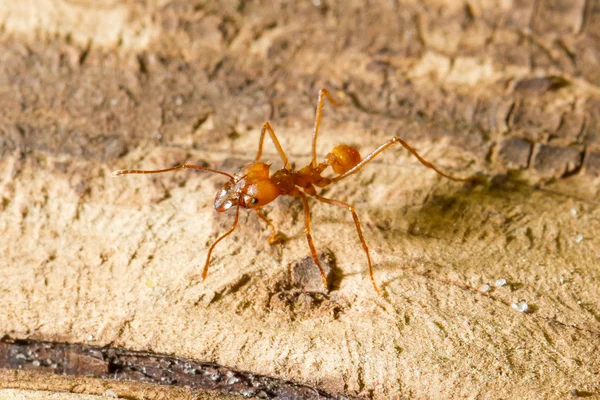 Cortador de hojas hormiga — Foto de Stock