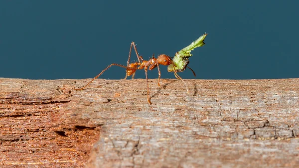 Leaf cutter ant — Stockfoto