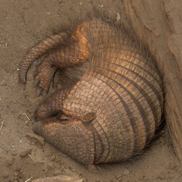 Slapende armadillo (Chaetophractus villosus) — Stockfoto