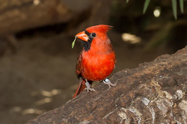 Northern Cardinal in captivity — Stock Photo, Image