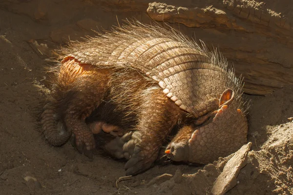 Schlafende Gürteltiere (chaetophractus villosus)) — Stockfoto