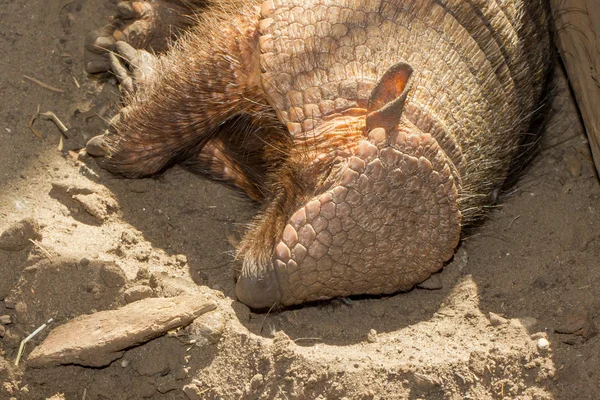 Sleeping armadillo (Chaetophractus villosus) — Stock Photo, Image