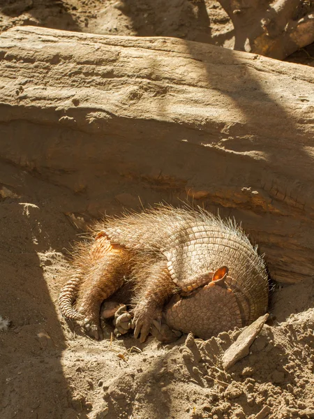 Schlafende Gürteltiere (chaetophractus villosus)) — Stockfoto