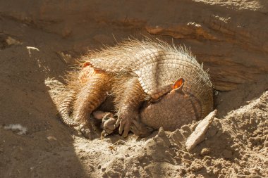 Sleeping armadillo (Chaetophractus villosus) clipart