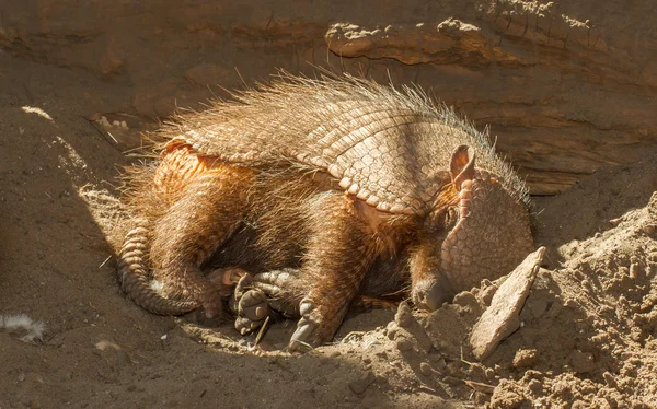 Sleeping armadillo (Chaetophractus villosus) — Stok Foto