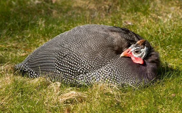 Hjälmguineafowl (Numida meleagris)) — Stockfoto