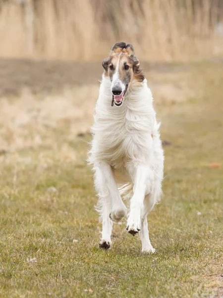 Duży biały pies kolejny — Zdjęcie stockowe