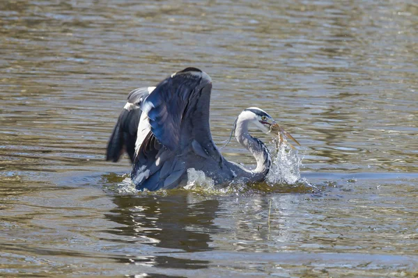 Great blue heron spears a fish — Stock Photo, Image