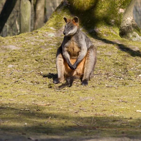 Mocsári kenguru — Stock Fotó