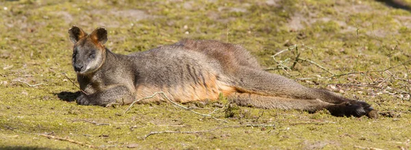 Pantano Wallaby — Foto de Stock