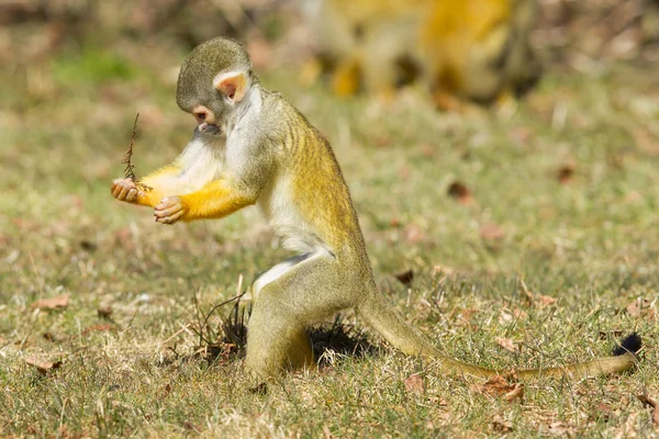 Scimmia scoiattolo (saimiri boliviensis ) — Foto Stock