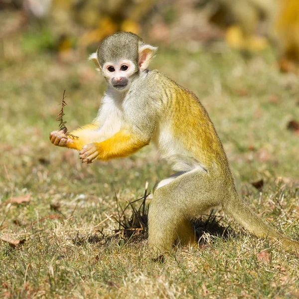 Macaco-esquilo (saimiri boliviensis) ) — Fotografia de Stock