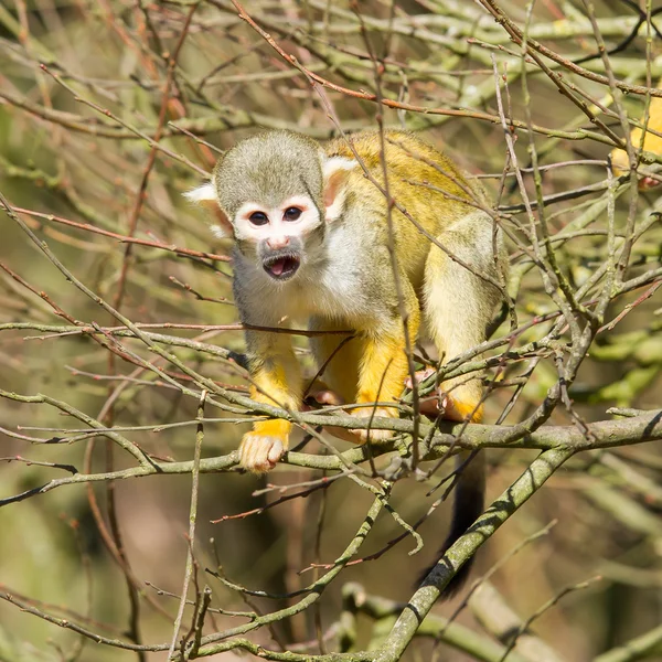 松鼠猴 (Saimiri boliviensis) — 图库照片