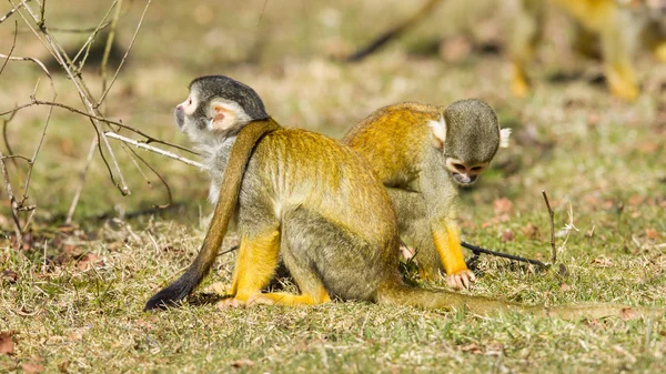 松鼠猴 (Saimiri boliviensis) — 图库照片