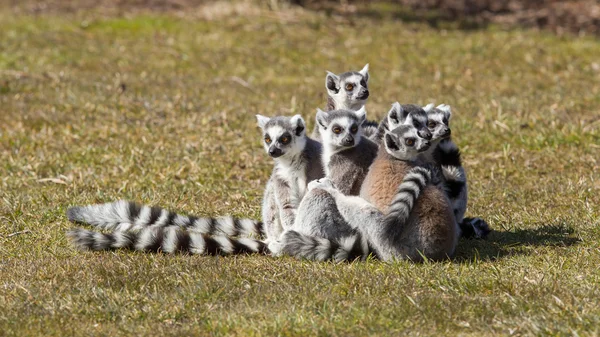 Lemur pruhovaný (Lemur catta) — Stock fotografie