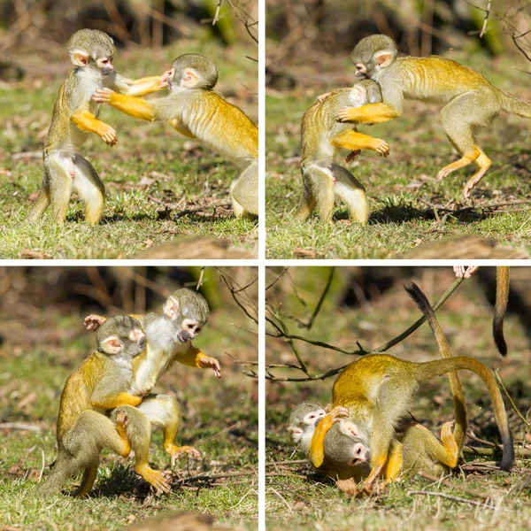 Dois jovens macacos-esquilo (Saimiri boliviensis) lutando — Fotografia de Stock