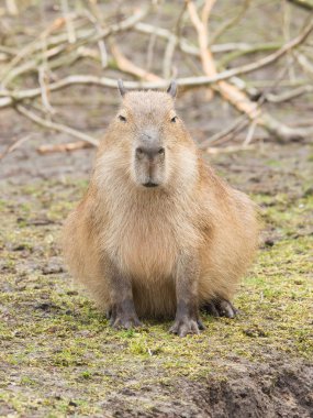 Capibara (Hydrochoerus hydrochaeris)